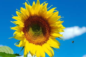 Naklejka premium Sunflowers on the blue sky background agriculture farming rural economy agronomy concept