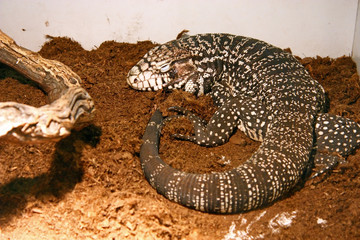 The Argentine giant tegu