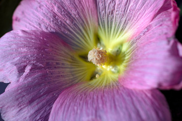 Álcea flowers