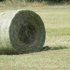 Harvest time on a farmland, detail of one round compressed silage bale with a shadow on a green grassland. The bale is bounded by a baler, but without a wrapping foil by a bale wrapper.