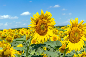 Fototapeta premium Sunflowers on the blue sky background agriculture farming rural economy agronomy concept