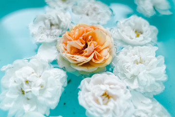 Beautiful floral texture of roses in water on blue background