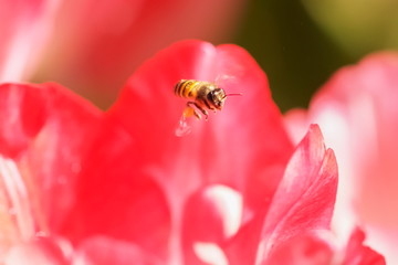 a little honey bee flying above red tulip flower.