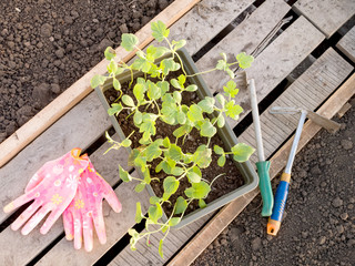 The seedlings in containers are rubber garden gloves and a hoe with a rake on a broom in the...