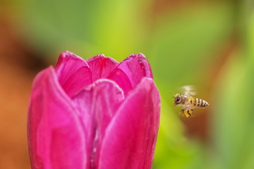 a little honey bee flying to pink tulip flower.