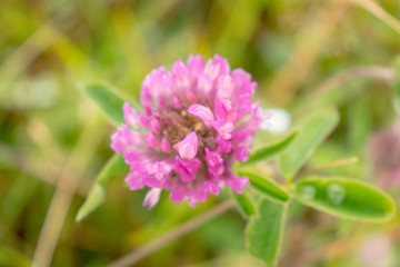 clover on blurred background, natural background concept