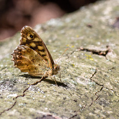 A brown butterfly settled on a branch allowing us a glimpse of its intricate patterns and details