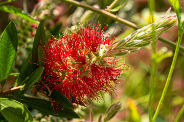 A native of Australia, the Bottlebrush has settled well in England and it's fiery red and gold flower brightens up many gardens