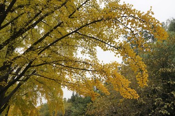 trees in autumn