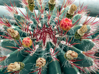 Obraz premium Amazing cacti close up