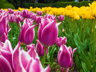 colorful tulips in the garden
