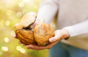 season, nature and leisure concept - close up of woman hands holding mushrooms in forest