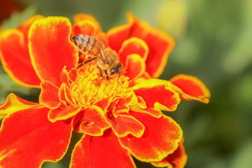 a little honey bee feeding on yellow pollen nectar of red flower.