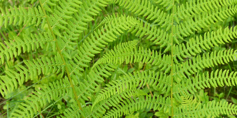 Farn, Hintergrund, Natur