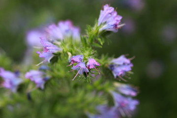 Obraz premium Vipérine commune