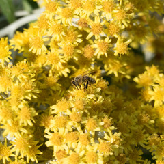 A busy bee from the side collecting nectar with her proboscis  and covered with pollen surrounded by yellow flower heads from the shrub jacobaea maritima 