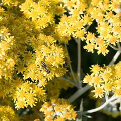 Yellow blossoms of the plant jacobaea maritima with two working honeybees on it. One bee is above the yellow flower heads and the second one is under the blossoms.
