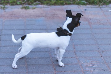 jack russell  Russell puppy for a walk