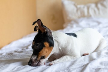 sad puppy on the bed