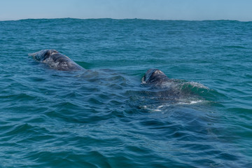 Fototapeta premium Gray whale (Eschrichtius robustus) mother and calf on the surface off the coast of Baja California, Mexico.