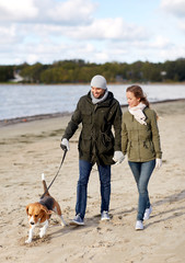 pet, domestic animal and people concept - happy couple with beagle dog on leash walking along...