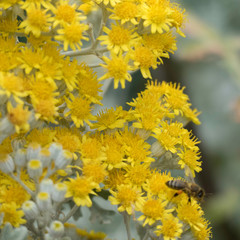 Yellow blossoms of a mediterranean plant and a blurred honeybee from the side with one orange pollen basket