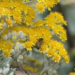 Blooming yellow flower heads of a mediterranean shrub and a honeybee from above with one orange pollen basket