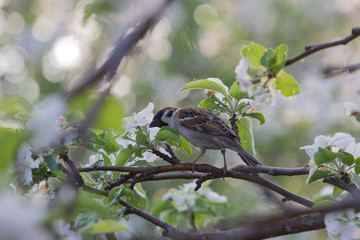 the bird is sitting on the branches of an apple tree