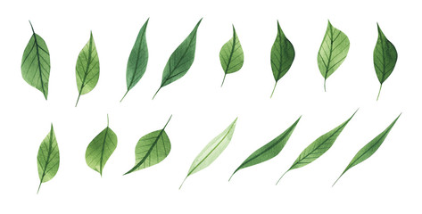 Set botanic elements - branches. illustration isolated on white background, eucalyptus, exotic, tropical plants