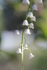 spring lilies of the valley on a green background