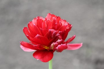 red garden flower