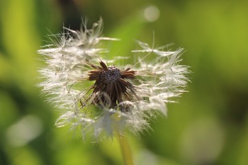 Dandelion on a green background