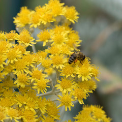 Worker honeybee which collects pollen from a yellow plant and stores the pollen in her two orange pollen panties
