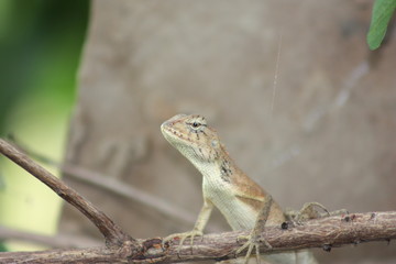 Brown chameleon, rough skin on dry branches