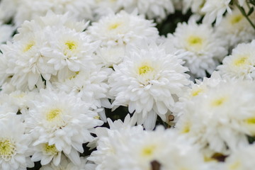 Soft focus Beautiful Chrysanthemums white flower blossom other names includes mums or chrysanths.