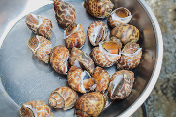 Areola babylon or spotted babylon in the seafood market. Fresh Spotted Babylon on a tray and container with ice on shell in market and is popular of tourist for select buy seafood.