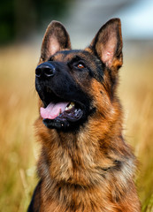 portrait of a german shepherd dog on the grass