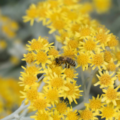 Yellow flower heads of a shrub, jacobaea maritima, with a bee collecting nectar on it in the middle of the picture