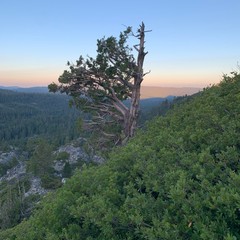 tree on the hill