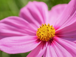 close up yellow nectar pollen of Pink Garden Cosmos or Mexican Aster Flowers with pink petal blurred background.	