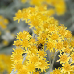 One bee from above hiding in a yellow plant named jacobaea maritima