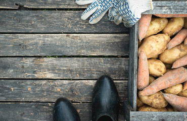 Heap of raw potatoes and carrots harvesting and a garden shoes in a wooden box on a garden table background with copy space.