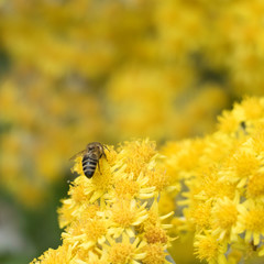 One bee from behind on yellow blossoms with copy space