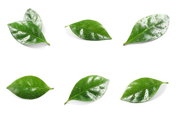 Set of fresh green coffee leaves on white background