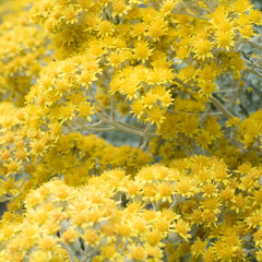 Blooming yellow flower heads of a mediterranean plant named jacobaea maritima 