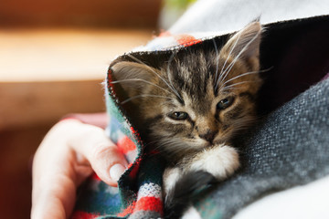 Small tabby mixed breed kitten under gray and red wool plaid. Pets care and adoption concept. Close...