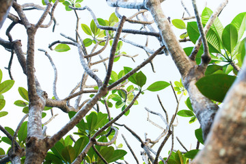 Leaves of Plumeria tree. Spring background. Summer