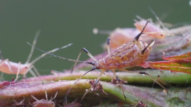 Einzeltiere der gro&szlig;en Rosenblattlaus, Macrosiphum rosae, mehrere Sequenzen