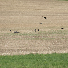 Black birds after straw harvest in the cornfield. Copy space in the front, in the blurred green grassland.