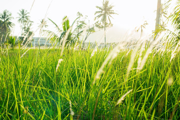landscape view green tree palms Thailand island
